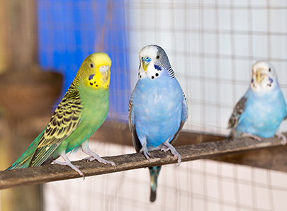 Oiseau