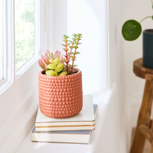 Compo succulentes H. 17 cm VERBENA Orange