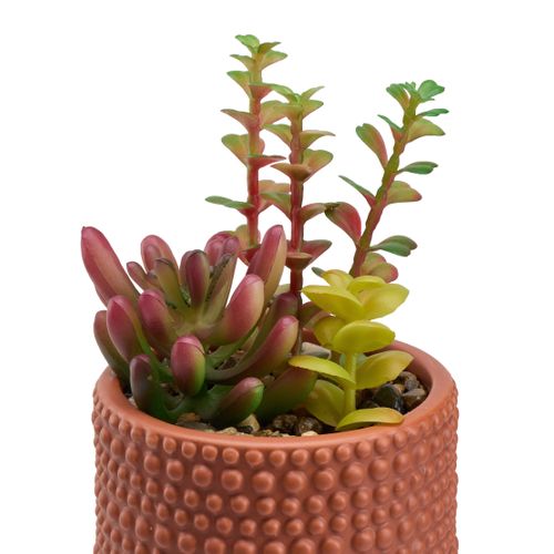 Compo succulentes H. 17 cm VERBENA Orange