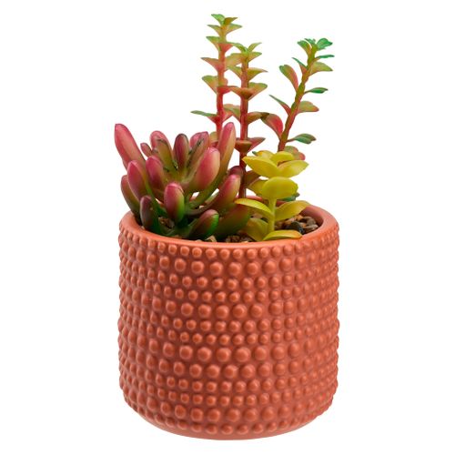Compo succulentes H. 17 cm VERBENA Orange