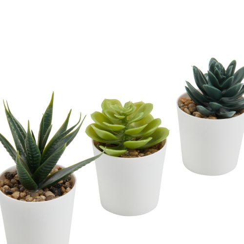 Lot 3 mini plantes Livy Vert vue détaillée