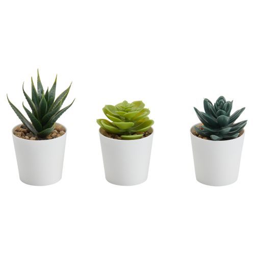 Lot 3 mini plantes Livy Vert vue de face