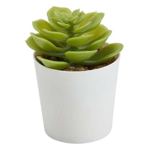 Lot 3 mini plantes Livy Vert