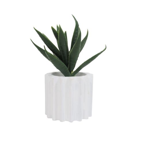 Succulente H. 6,5 cm ZOE Divers modèles vue détaillée