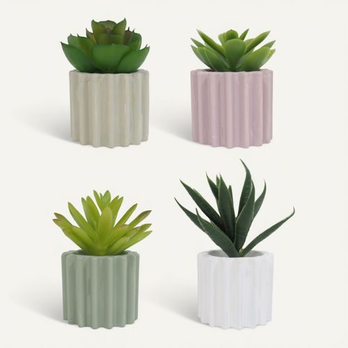 Succulente H. 6,5 cm ZOE Divers modèles vue de face
