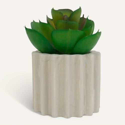 Succulente H. 6,5 cm ZOE Divers modèles vue 3/4