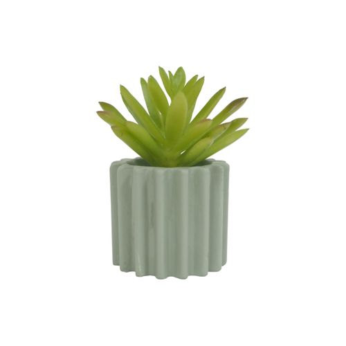 Succulente H. 6,5 cm ZOE Divers modèles