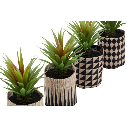 Succulent graphique H16  Vert vue détaillée