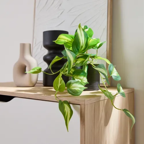 Pothos pot céramique H23 - Vert vue d'ambiance 1