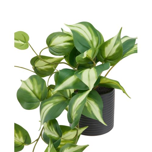 Pothos pot céramique H23 - Vert vue détaillée