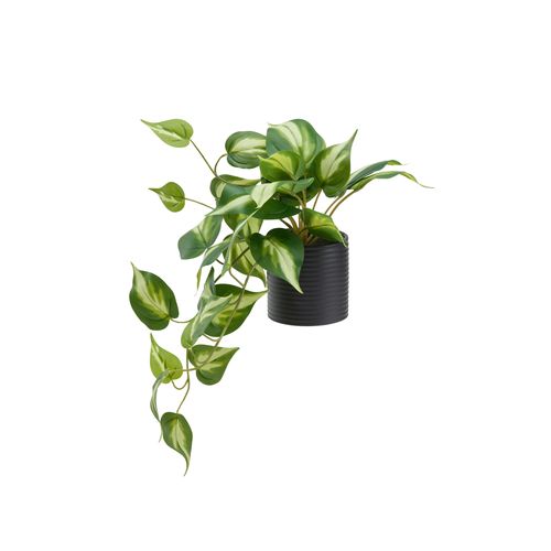 Pothos pot céramique H23 - Vert vue de face