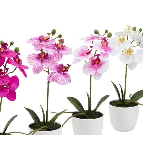 Orchidée pot blanc ASS Multicouleur vue détaillée