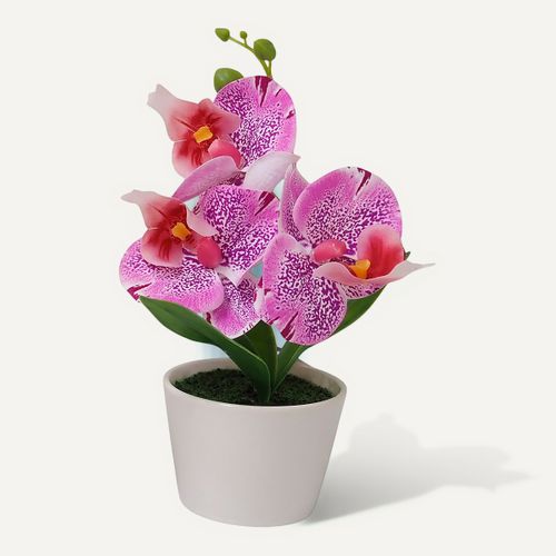 Orchidée H. 23 cm - Blanc, fuchsia ou blanc-rose vue 3/4