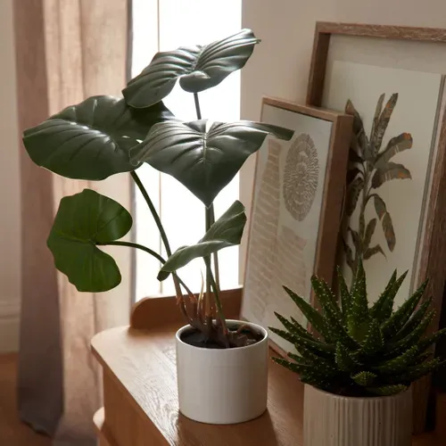 Taro monstera ASS Vert vue d'ambiance 1
