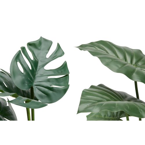 Taro monstera ASS Vert vue détaillée