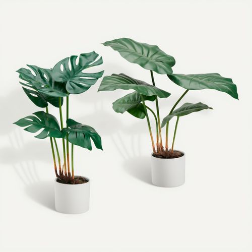 Taro monstera ASS Vert vue 3/4