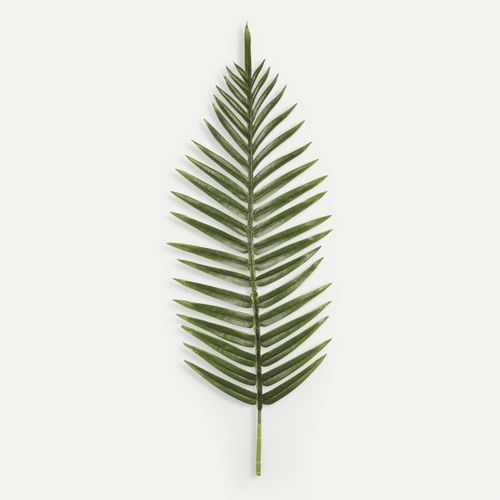 Arecca palme feuillage H100 cm Vert vue de face
