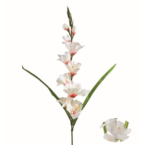 Glaieul tige 7 fleurs H. 80 cm  Blanc