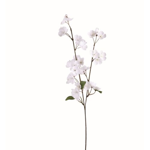 Pommier tige H. 75 cm  Blanc vue de face