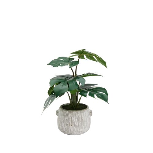 Monstera ciment strié H35  Vert vue de face