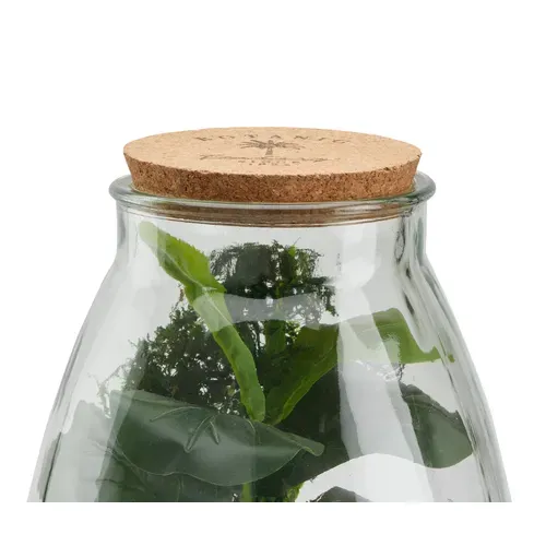 Botanique terrarium H. 29,5 cm BOTA Vert vue détaillée