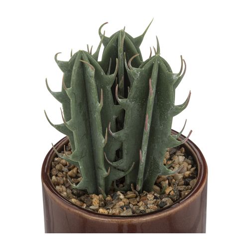 Plante botanique H10 BOTA Bordeaux vue d'ambiance 1
