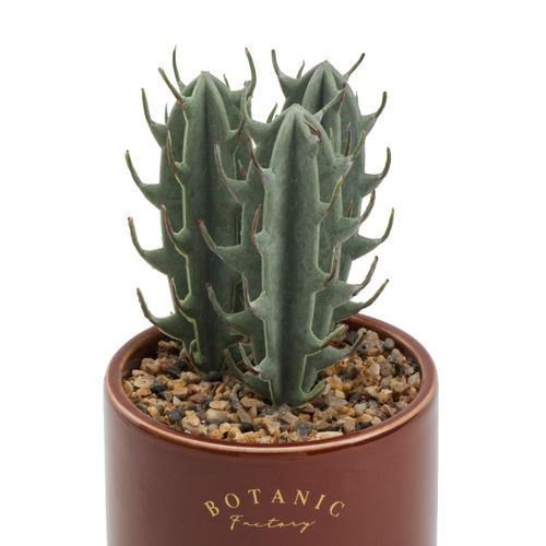 Plante botanique H10 BOTA Bordeaux vue détaillée