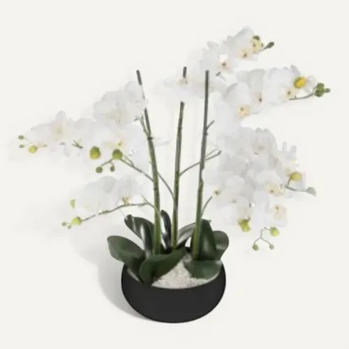 Orchidée pot céramique SANAE Noir vue de face
