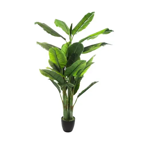 Bananier géant H.170 cm  Vert vue détaillée