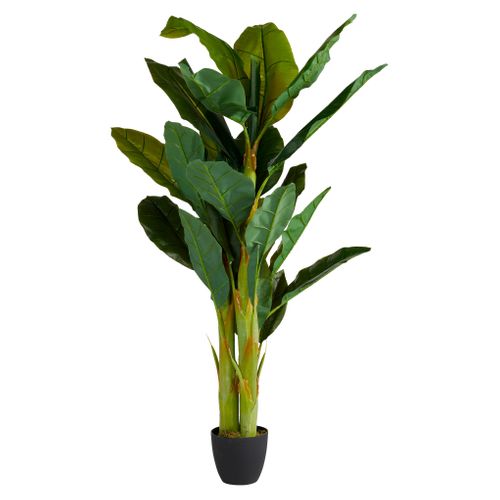 Bananier géant H.170 cm  Vert vue 3/4