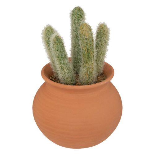 Cactus En Pot "alicante" Terracotta H16,5cm