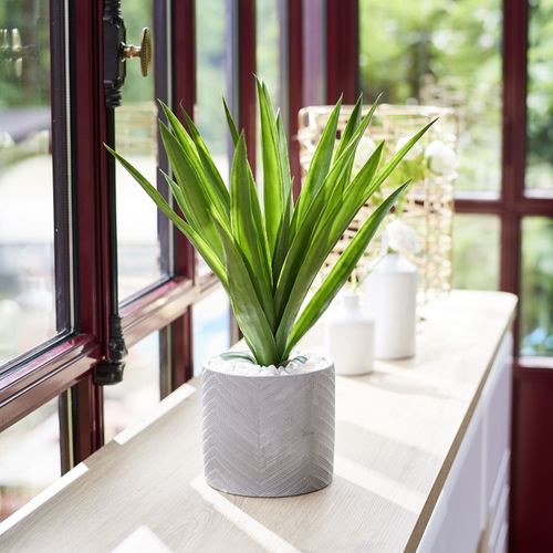 Aloe vera H. 48 cm ALINE Vert