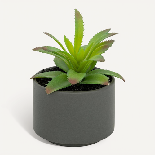 Plante Grasse En Pot H13