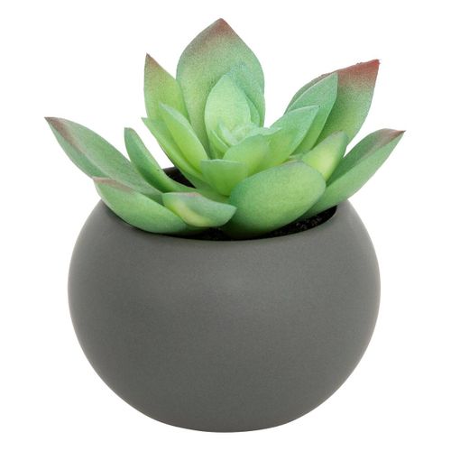 Plante Grasse En Pot H13