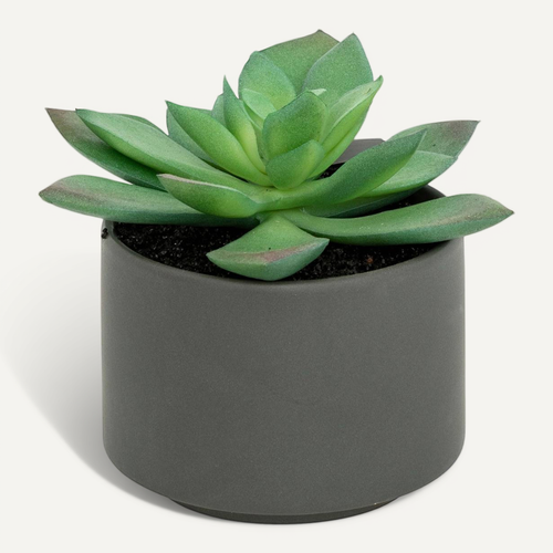 Plante Grasse En Pot H13