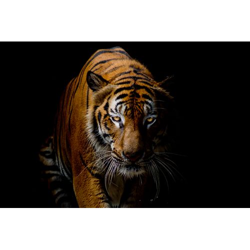 Poster plastifié 60x90 cm - Divers modèles vue de face