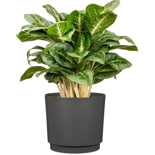 Cache-pot Rond Plano 25 Cm Anthracite Gris, 7 L, 22 Cm