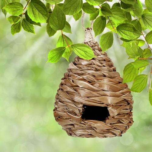 Nid D'oiseau Dans Des Designs Différents - Oiseau BUT