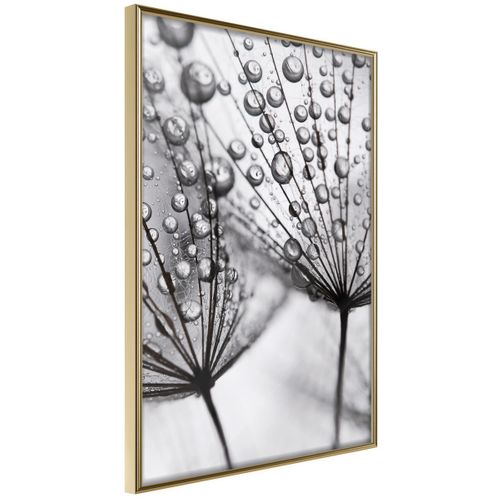 Affiche Murale Encadrée "dew In The Macro Scale" 40 X 60 Cm Doré