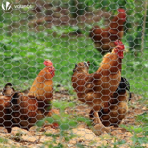 Grillage à Poule Avec Fils 25mm En Acier Galvanise 1x25m