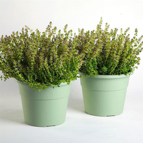 Pot De Fleurs "hedera" En Plastique - Vert Sauge - 9,7l