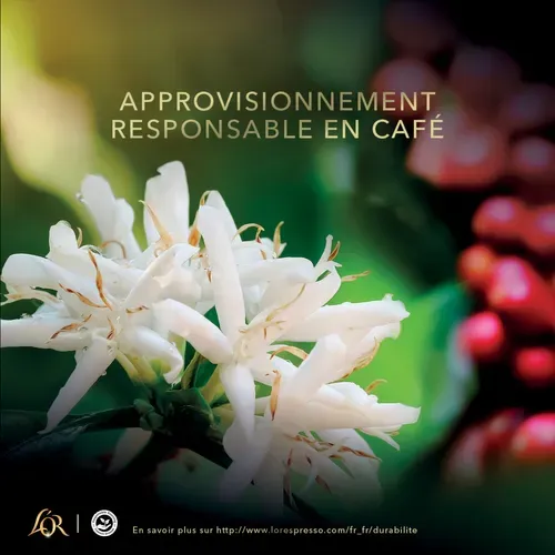 Capsule compatible Nespresso L'OR Espresso Splendente x 30