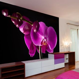 Papier Peint Orchidée Élégante 350 X 270 Cm Violet