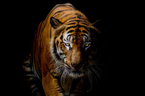 Poster plastifié 60x90 cm - Divers modèles