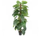 Philodendron Artificiel Tronc Coco 180cm