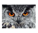 Owl, Photo Murale, 160 X 115 Cm, 1 Part