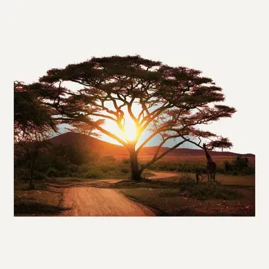 Tableau Sur Toile Savane Au Coucher Du Soleil 100x140 Cm