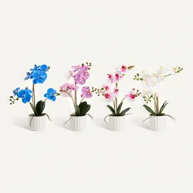 Orchidées pot H. 40 cm Blanc / Bleu / Rose Orchidées pot H. 40 cm Blanc / Bleu / Rose vue de face
