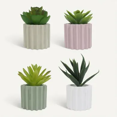 Succulente H. 6,5 cm ZOE Divers modèles vue de face