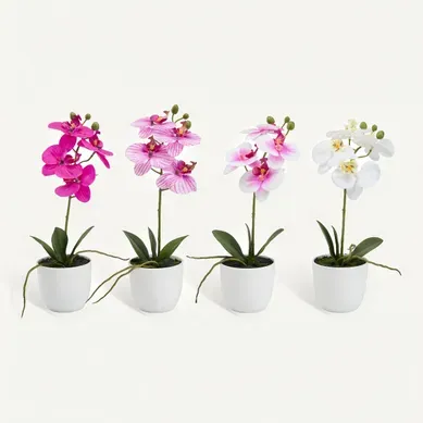 Orchidée pot blanc ASS Multicouleur Orchidée pot blanc ASS Multicouleur vue de face